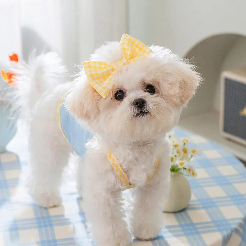 Small dog wearing heart bow vest with elastic suspenders in Bondi Blue colour